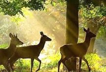 Nanda Devi National Park